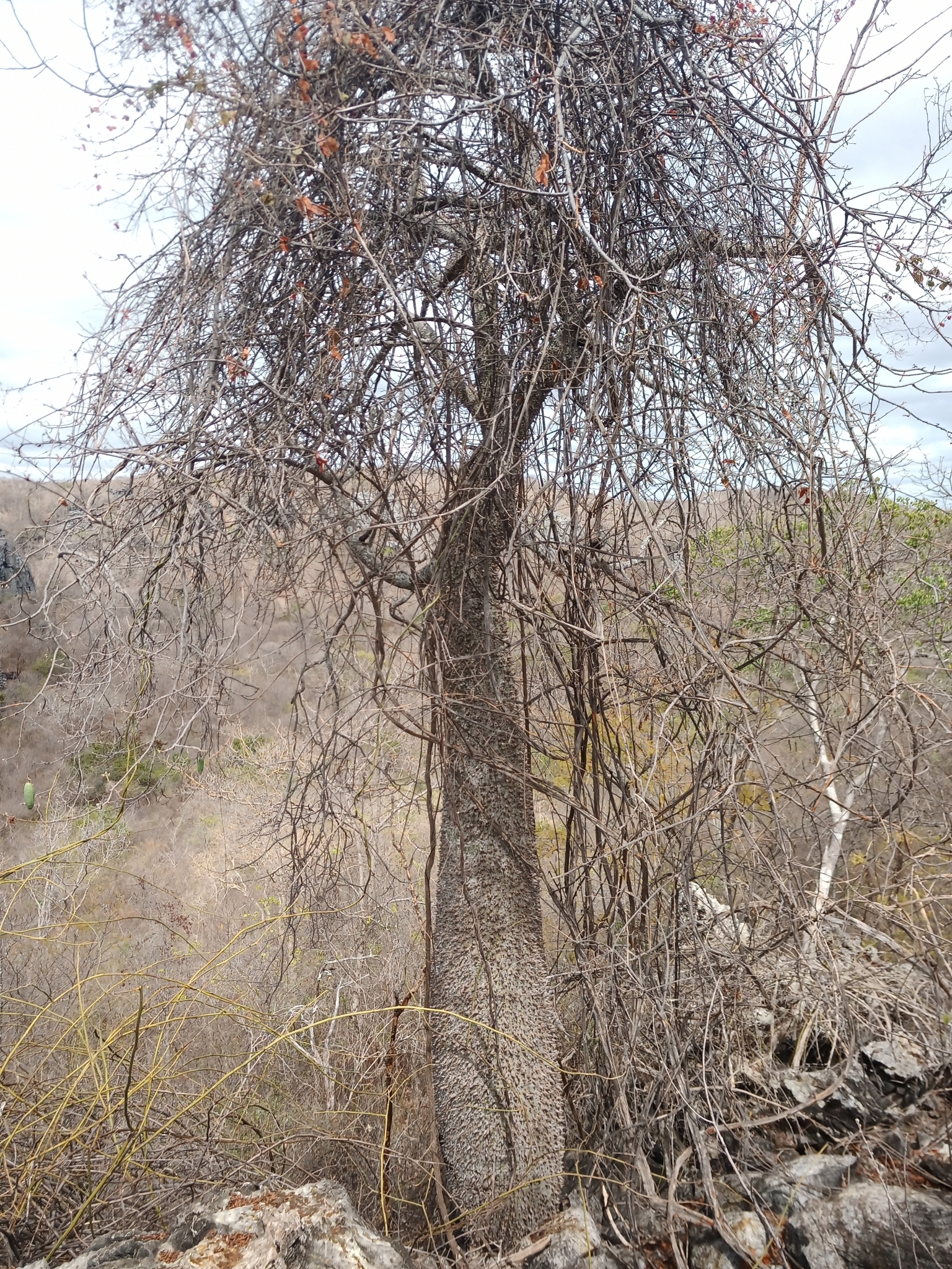 Ceiba rubriflora Carv.-Sobr. & L.P.Queiroz