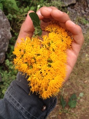 Sinclairia glabra glabra
