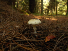 Amanita xylinivolva