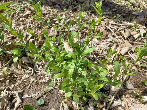 Short's Rockcress (Borodinia dentata)