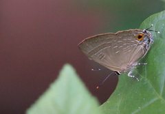 Deudorix epijarbas menesicles