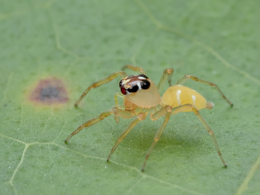 Noegus actinosus