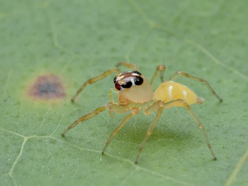 Noegus actinosus