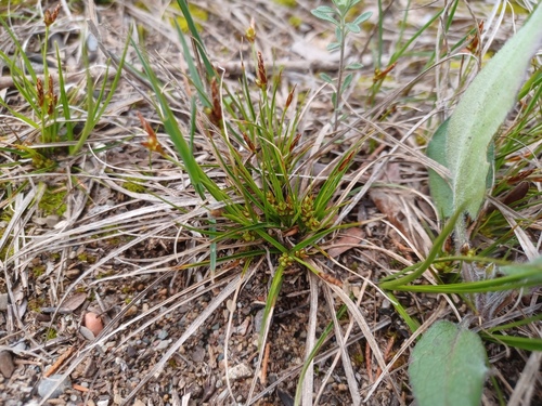 parasol sedge (Carex umbellata)