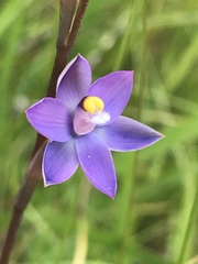 Thelymitra holmesii
