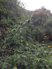 Sinclairia glabra glabra