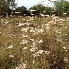 Eriogonum multiflorum