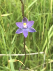 Thelymitra holmesii
