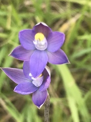 Thelymitra holmesii