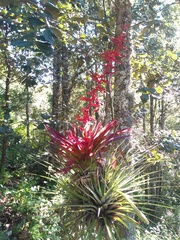 Tillandsia guatemalensis