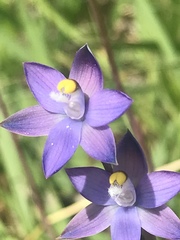 Thelymitra holmesii