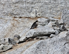 Falco peregrinus macropus
