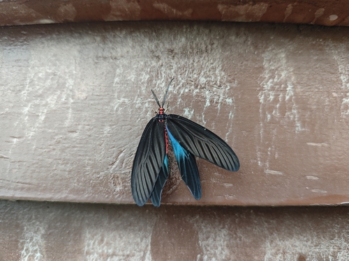 Histia flabellicornis