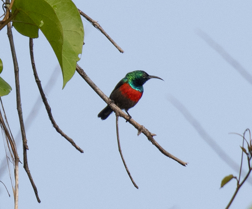 Olive-bellied Sunbird (Cinnyris chloropygius), photo 9