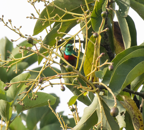 Olive-bellied Sunbird (Cinnyris chloropygius), photo 10