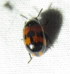 Diaperis nigronotata
