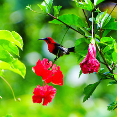 Aethopyga temminckii