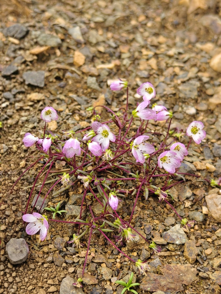 Shivparvatia melandryoides