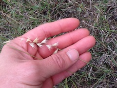 Bouteloua rigidiseta