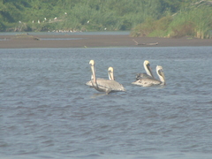 Pelecanus occidentalis