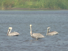 Pelecanus occidentalis