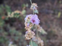 Malacothamnus enigmaticus