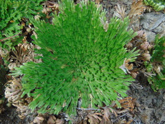 Selaginella gypsophila