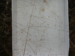 Eragrostis intermedia