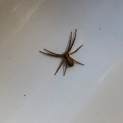 Philodromus cespitum