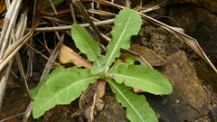 Sonchus kirkii