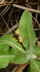 Sonchus kirkii