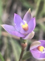 Thelymitra holmesii