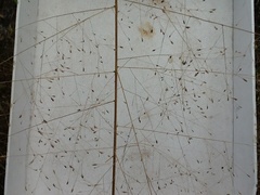 Eragrostis intermedia