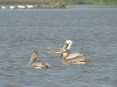 Pelecanus occidentalis