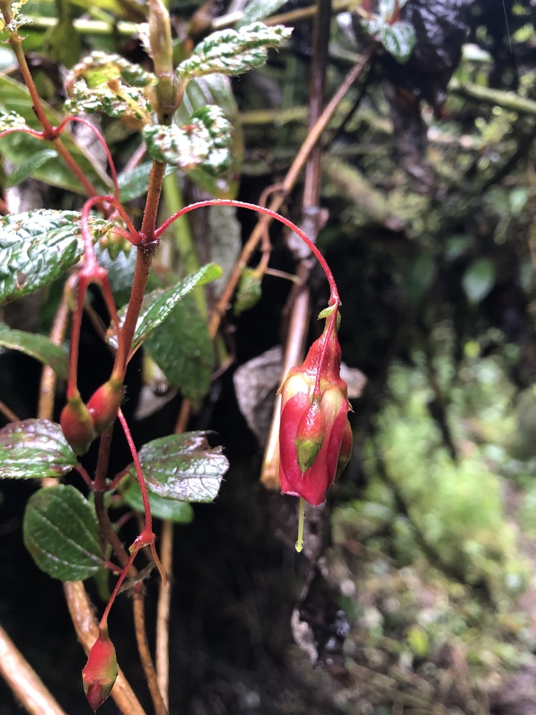 Brachyotum