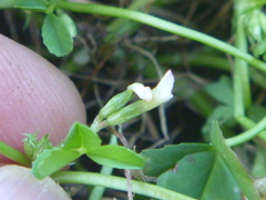 Trifolium ornithopodioides
