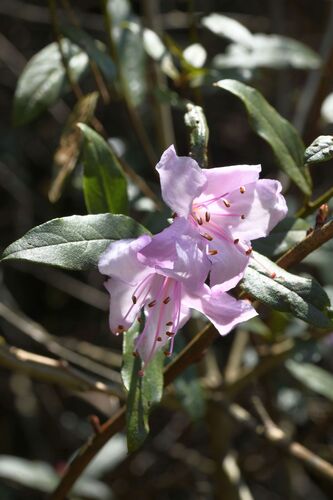 Rhododendron virgatum, photograph 2