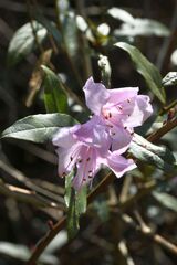 (c) Gary Yong Gee, some rights reserved (CC BY) Rhododendron virgatum, photograph (c) Gary Yong Gee, some rights reserved (CC BY)