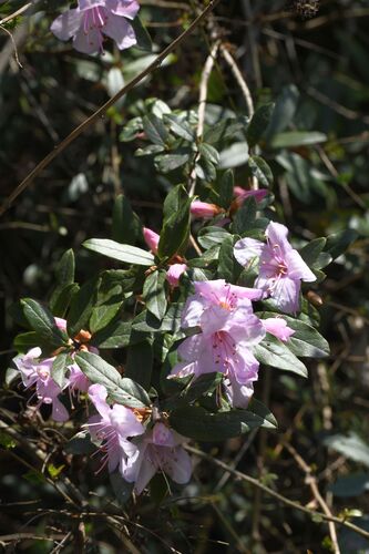 Rhododendron virgatum, photograph 1