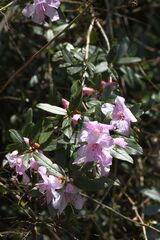 (c) Gary Yong Gee, some rights reserved (CC BY) Rhododendron virgatum, photograph (c) Gary Yong Gee, some rights reserved (CC BY)