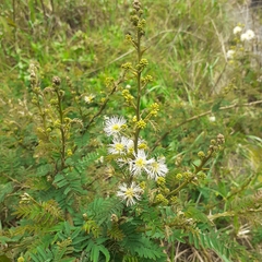 Mimosa quitensis