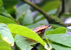 Hypolimnas misippus
