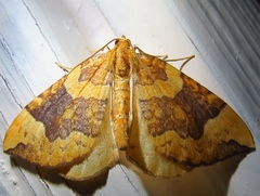 Eulithis populata