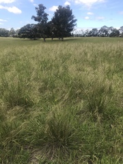 Austrostipa rudis