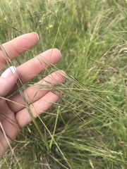 Austrostipa rudis