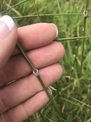 Austrostipa rudis