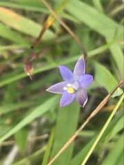 Thelymitra holmesii