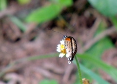 Acraea serena