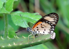 Acraea serena