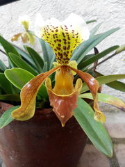 Paphiopedilum